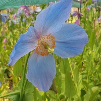 Meconopsis 'Stewart Annand'